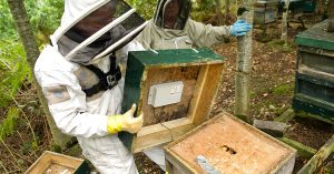 ApisProtect beekeepers installing devices